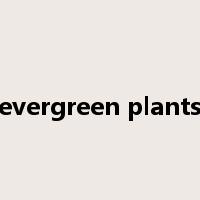 evergreen plants是什么意思