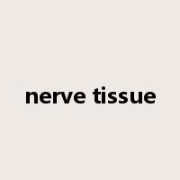nerve tissue是什么意思