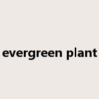evergreen plant是什么意思