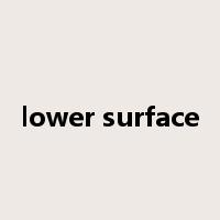 lower surface是什么意思