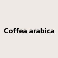 Coffea arabica是什么意思