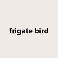 frigate bird是什么意思