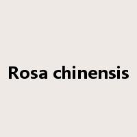 Rosa chinensis是什么意思