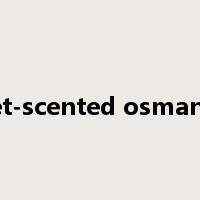 sweet-scented osmanthus是什么意思