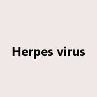 Herpes virus是什么意思