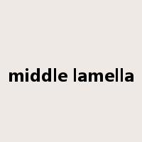 middle lamella是什么意思