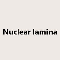 Nuclear lamina是什么意思