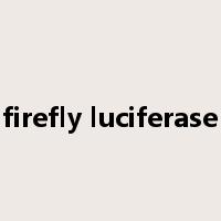 firefly luciferase是什么意思