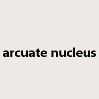 arcuate nucleus是什么意思