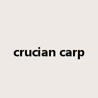 crucian carp是什么意思