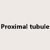 Proximal tubule是什么意思