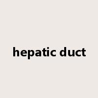 hepatic duct是什么意思