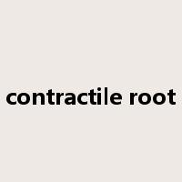 contractile root是什么意思