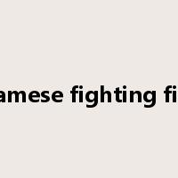 Siamese fighting fish是什么意思