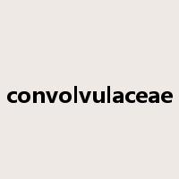 convolvulaceae是什么意思
