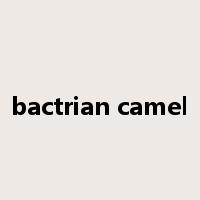 bactrian camel是什么意思