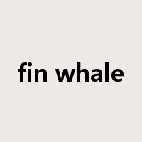 fin whale是什么意思