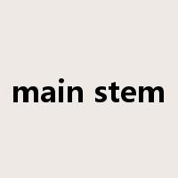 main stem是什么意思