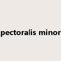 pectoralis minor是什么意思