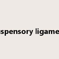 suspensory ligament是什么意思