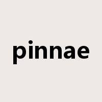 pinnae是什么意思