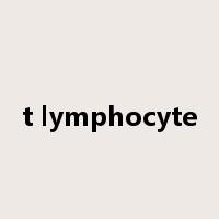 t lymphocyte是什么意思