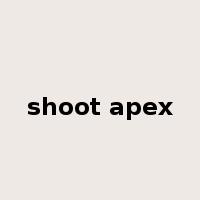 shoot apex是什么意思