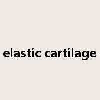 elastic cartilage是什么意思