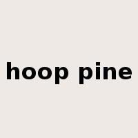 hoop pine是什么意思