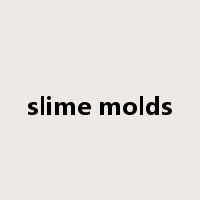 slime molds是什么意思