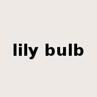 lily bulb是什么意思