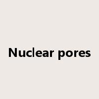 Nuclear pores是什么意思
