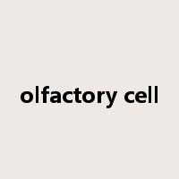 olfactory cell是什么意思