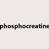 phosphocreatine是什么意思