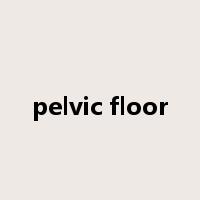 pelvic floor是什么意思