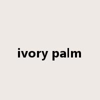 ivory palm是什么意思