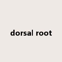 dorsal root是什么意思