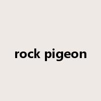 rock pigeon是什么意思