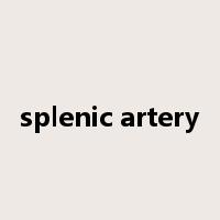 splenic artery是什么意思