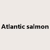 Atlantic salmon是什么意思
