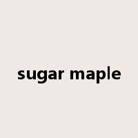 sugar maple是什么意思