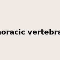 thoracic vertebrae是什么意思