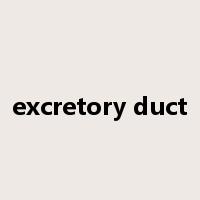 excretory duct是什么意思
