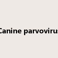 Canine parvovirus是什么意思