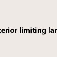 posterior limiting lamina是什么意思