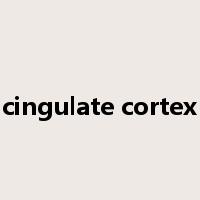 cingulate cortex是什么意思