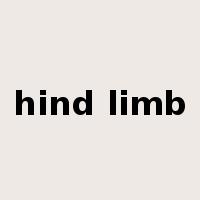 hind limb是什么意思