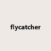 flycatcher是什么意思