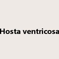 Hosta ventricosa是什么意思