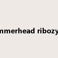 hammerhead ribozyme是什么意思